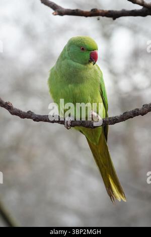 Rosenberingsittich, der auf einem Baum steht Stockfoto