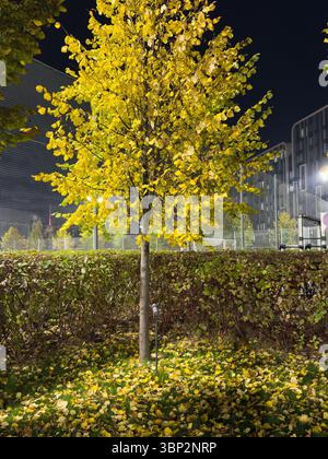 Eine Nacht im Park. Späte Herbstnacht im Park. Holzbänke und Park Alley. Stockfoto