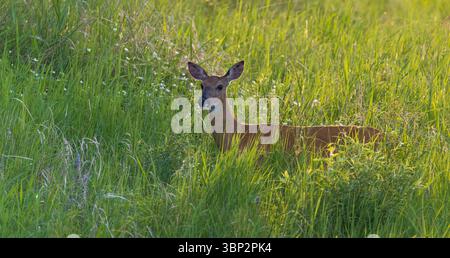 Weißschwanzhirsch an einem Juniabend im Norden von Wisconsin. Stockfoto