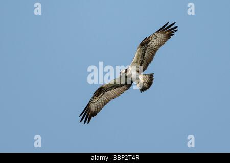 Osprey Pandion haliaetus steigt durch den Himmel. In seinem natürlichen Lebensraum gefangen gleitet der Raptor mit vollständig ausgestreckten Flügeln und scannt das Wasser darunter Stockfoto