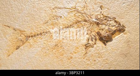 Eozäne Fossilien, Barschfische (Mioplosus labracoides), Green River Formation, von Dominique Braud/Dembinsky Photo Assoc Stockfoto
