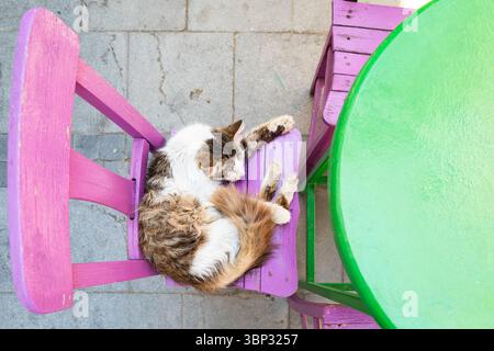 Niedliche Calico-Katze, die auf der Bank chillt und schläft, leuchtende Farben, Top-down-Winkel Stockfoto