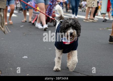 Schwarz-weiße Labradoodle-Hunde tragen patriotisches Rot-weiß-Blau während der Ventura-Parade am 4. Juli. Stockfoto