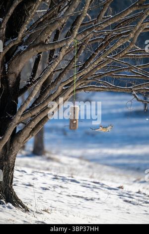 Ein Rotbauchspecht besucht an einem kalten, schneebedeckten Morgen einen Futterautomat im Hinterhof. Stockfoto