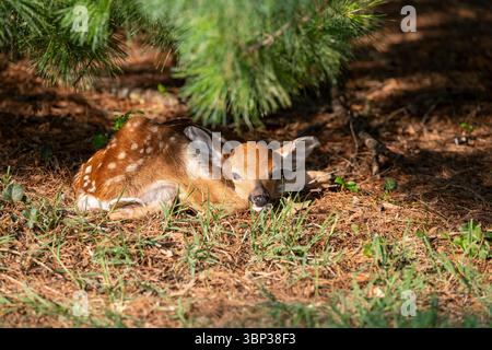 Ein neugeborenes Hirsch ruht unter einer großen Kiefer im Innenhof eines großen Apartmentkomplexes in Arlington, Virginia. Stockfoto