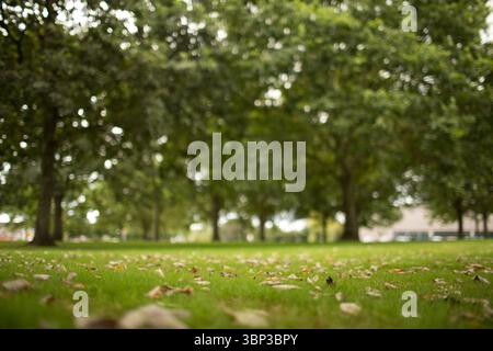 Verstreute, gefallene Blätter liegen auf grasbewachsenem Boden in flacher Illustration, verschwommene Bäume im Hintergrund Stockfoto