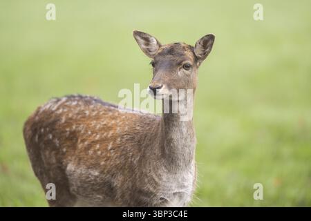 Damhirsch (Dama dama) steht im Herbst auf einer Wiese, Porträt, Bayern, Deutschland, Europa Stockfoto