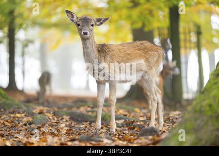 Europäischer Damhirsch (Dama dama), der an einem nebeligen Tag im Herbst in einem Wald steht, Bayern, Deutschland, Europa Stockfoto