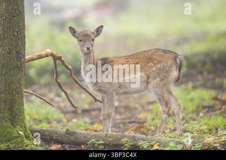 Damhirsch (Dama dama) steht im Herbst in einem Wald, Bayern, Deutschland, Europa Stockfoto