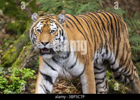 Sibirischer Tiger oder Amurtiger (Panthera tigris altaica), die im Herbst auf dem Boden laufen, in Gefangenschaft, Deutschland, Europa Stockfoto