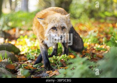 Rotfuchs (Vulpes vulpes), der im Herbst in einem Wald spaziert, Bayern, Deutschland, Europa Stockfoto