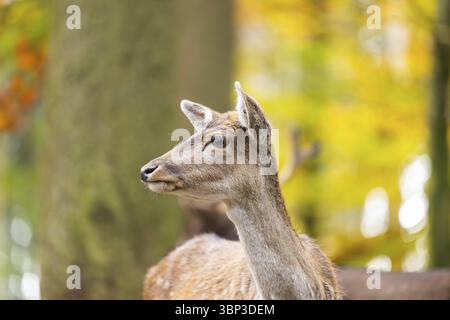 Damhirsch (Dama dama) steht an einem nebeligen Herbsttag im Wald, Porträt, Bayern, Deutschland, Europa Stockfoto
