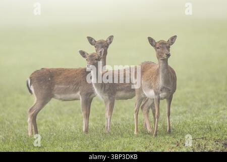Damhirsch (Dama dama) steht an einem nebeligen Herbsttag auf einer Wiese, Bayern, Deutschland, Europa Stockfoto