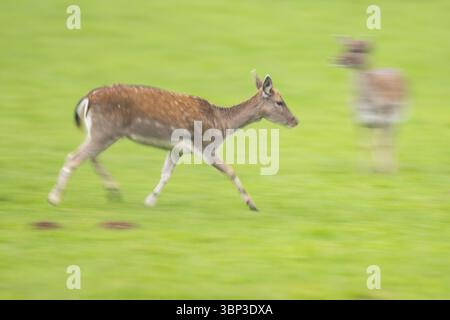 Damhirsch (Dama dama) läuft im Herbst auf einer Wiese, Bayern, Deutschland, Europa Stockfoto