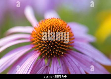 Rosafarbene Echinacea-Blüte in Nordkalifornien. Stockfoto