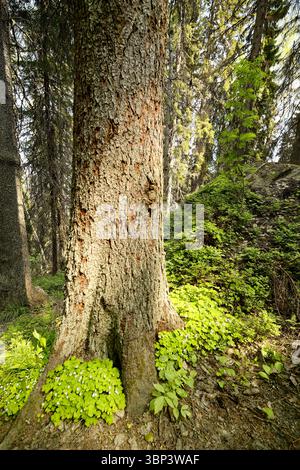 Uralter Baumstamm mit strukturierter Rinde in üppig grünem Waldunterholz Stockfoto