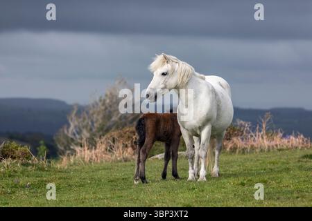 Dartmoor Ponys; Fohlen und Stute; Devon; Großbritannien Stockfoto
