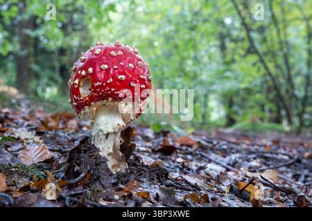 Fliegenpilz; Amanita muscaria; Großbritannien Stockfoto