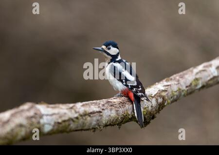 Buntspecht; Dendrocopos major; Weiblich; Großbritannien Stockfoto