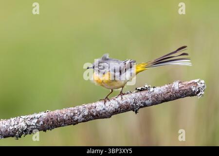 Graues Wagtail; Motacilla cinerea; männlich; UK Stockfoto