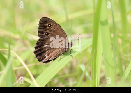 Minois dryas (Dryad-Schmetterling), die auf einem Grasblatt auf einer Wiese in Südkorea ruhen. Stockfoto