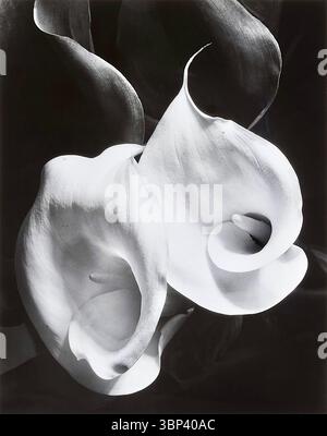 Imogen Cunningham - Two Callas - 1925 Stockfoto