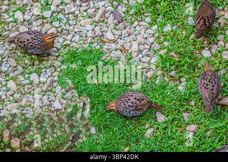 Eine Wachtelherde auf der Suche nach Nahrung im Gras Stockfoto