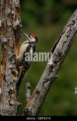 Buntspecht (Dendrocopos major) Stockfoto