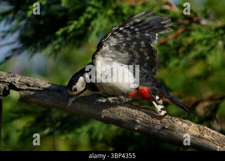 Buntspecht (Dendrocopos major) Stockfoto