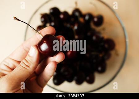 Eine einzelne reife Kirsche, die zwischen den Fingern über einer Schüssel Kirschen gehalten wird. Makroaufnahme in Nahaufnahme mit Fokus auf Textur. Stockfoto