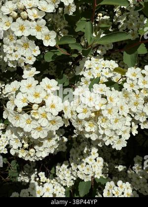 Dieses Bild zeigt Nahaufnahmen von kleinen weißen Blüten mit gelben Mittelpunkten, die auf einem Busch mit grünen Blättern wachsen. Die Blumen stammen wahrscheinlich von der Sp Stockfoto