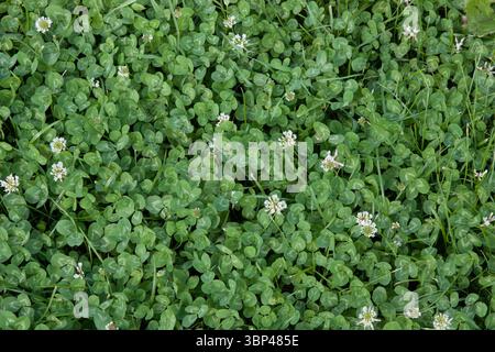 Grüner Kleeblatt mit Blumen. Ein Kopierraum für Etiketten und Design. Natürlicher Sommer Hintergrund. Kleeblatt Teppich Hintergrund für Text Stockfoto