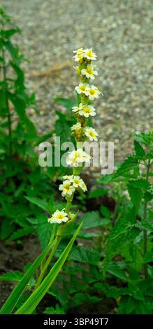 Sisyrinchium striatum, hellgelbe Augengras- oder Satinblume, hellgelbe Blüten Stockfoto