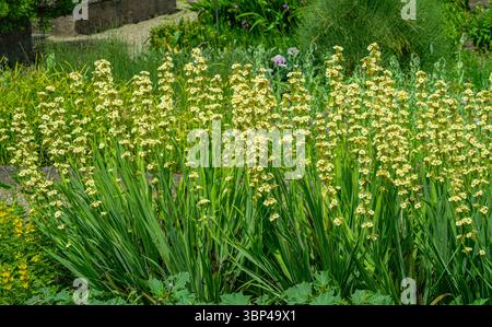 Sisyrinchium striatum, hellgelbe Augengras- oder Satinblume, hellgelbe Blüten Stockfoto