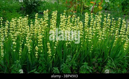Sisyrinchium striatum, hellgelbe Augengras- oder Satinblume, hellgelbe Blüten Stockfoto