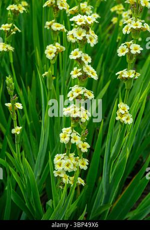 Sisyrinchium striatum, hellgelbe Augengras- oder Satinblume, hellgelbe Blüten Stockfoto