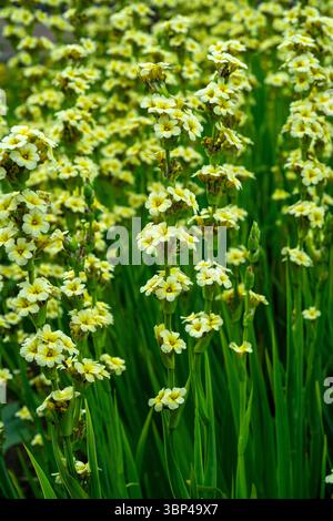 Sisyrinchium striatum, hellgelbe Augengras- oder Satinblume, hellgelbe Blüten Stockfoto