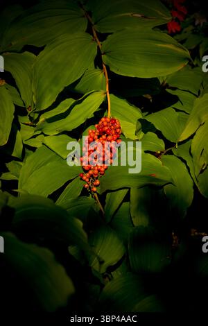 Nahaufnahme, stimmungsvolle und leuchtend rote Beeren der gefiederten Falschlilie des Tales (Maianthemum racemosum), umgeben von dunklen Blättern und tiefen Schatten. Stockfoto