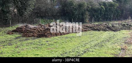Ein Haufen Dung, der in der Wintersonne auf einem Feld in England, Großbritannien, dampft Stockfoto
