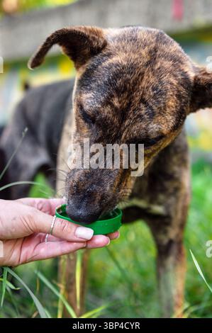 Nahaufnahme eines Hundes Trinkwasser aus einer grünen Plastikflaschenkappe, die von einer menschlichen Hand gehalten wird. Die Szene spielt draußen an einem sonnigen Tag, umgeben Stockfoto