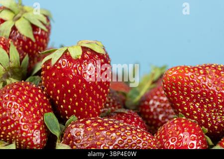 Haufen frischer reifer Erdbeeren auf blauem Hintergrund Stockfoto