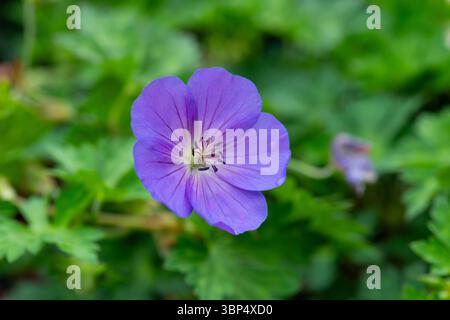 Geranie blüht mich weg. In Nahaufnahme. Ein Hardy Cranesbill mit ausbreitender Angewohnheit und blauen Blumen. Stockfoto