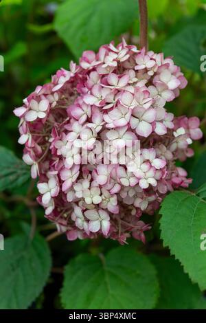 Hortensie Arborescens „Pink Annabelle“ Blumenkopf im Hochsommer. Stockfoto