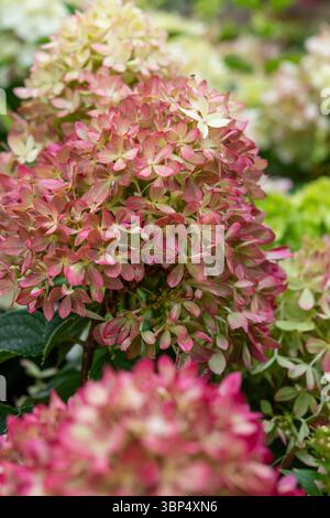 Hortensie paniculata „Living Little Love“ ein kompakter Gartenstrauch mit Blumen, die von Creme zu Rosa wechseln. Stockfoto