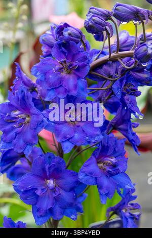 Tiefblauer und violetter Delphinium-Blütenspitze im Hochsommer. Stockfoto