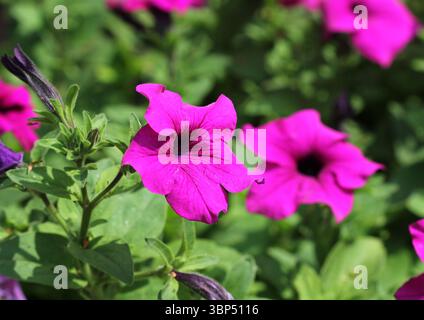 Eine Nahaufnahme von Petunia hybrida „Purple Tower“ Stockfoto
