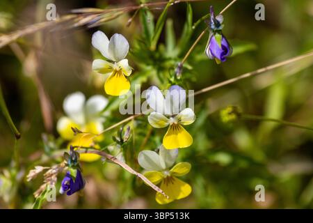 Nahaufnahme wilder Stiefmütterchen (Viola Tricolor), die im Sommer in einer natürlichen Wiese blühen, mit leuchtenden gelben, weißen und violetten Blüten. Stockfoto