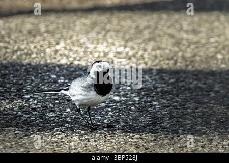 Weißer Bachtail (Motacilla alba) Vogel, der auf der Straße auf der Suche nach Nahrung spaziert Stockfoto