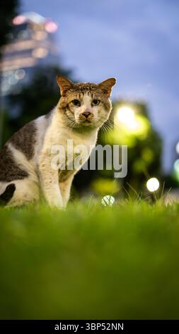 Alte Parkkatze in Bangkok Stockfoto