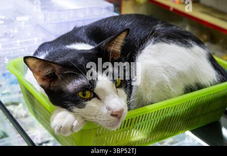 Schwarz-weiße Katze in einem Korb Stockfoto